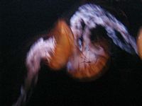 Atlantis Acquarium
