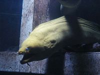 Atlantis Acquarium