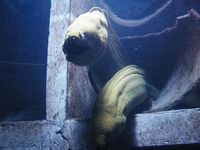 Atlantis Acquarium