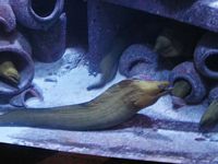 Atlantis Acquarium