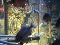 Atlantis Acquarium