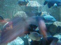 Atlantis Acquarium