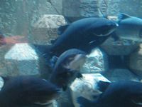 Atlantis Acquarium