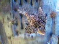 Atlantis Acquarium