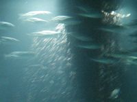 Atlantis Acquarium