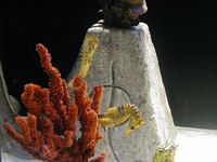 Atlantis Acquarium