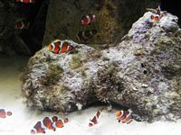 Atlantis Acquarium