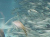 Atlantis Acquarium