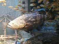 Atlantis Acquarium