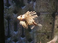 Atlantis Acquarium