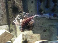 Atlantis Acquarium