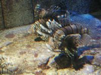 Atlantis Acquarium