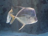Atlantis Acquarium