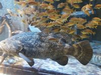 Atlantis Acquarium
