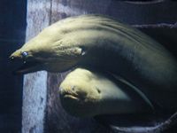 Atlantis Acquarium