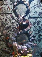 Atlantis Acquarium