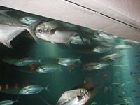 Atlantis Acquarium