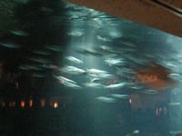 Atlantis Acquarium