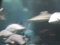 Atlantis Acquarium