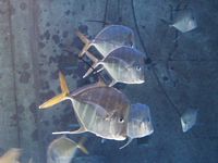 Atlantis Acquarium