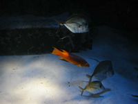 Atlantis Acquarium