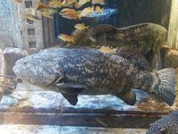 Atlantis Acquarium