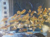 Atlantis Acquarium