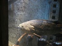 Atlantis Acquarium