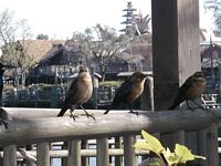 Birds