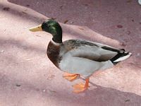 Duck