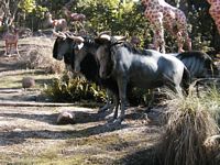 Animals