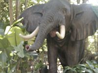 Elephant