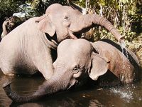 Elephants