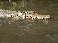 Aligator