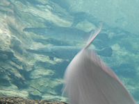 Barracuda
