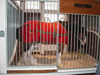 Clydesdale