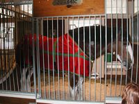 Clydesdale