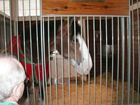 Clydesdale