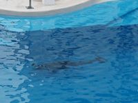 Dolphins