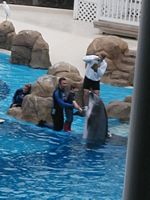 Dolphins