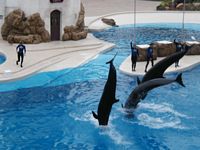 Dolphins