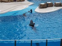 Dolphins