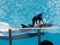Dolphins