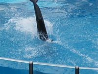 Dolphins