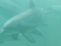 Dolphins