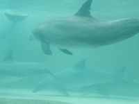 Dolphins
