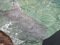 Dolphins