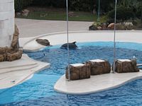 Dolphins