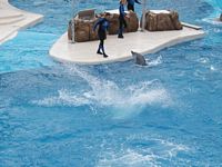 Dolphins