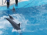 Dolphins
